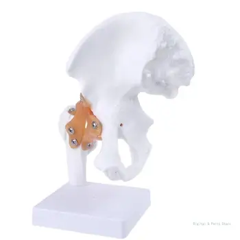 M17F Gyvenimo Dydžio Raiščių Klubo Sąnario Medicinos Anatomijos Modelis Skeletas Mokymo Priemonė