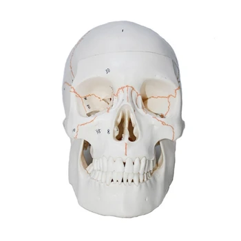Žmogaus Galvos Skeletas, Modelį, Gyvenimo Dydis Anatomijos Galvos Kaulų Modelis, Numeris, Užkoduotas Žmogaus Anatomija Kaukolės Modelis, Mokymo Priemonių