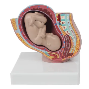 Akušerių Mokymo Modelį Embriono Vystymuisi Nėštumo 9 Mėnesius Moters Dubens Su 9 Mėnesių Vaisiaus Modelį, Medicinos Modelis